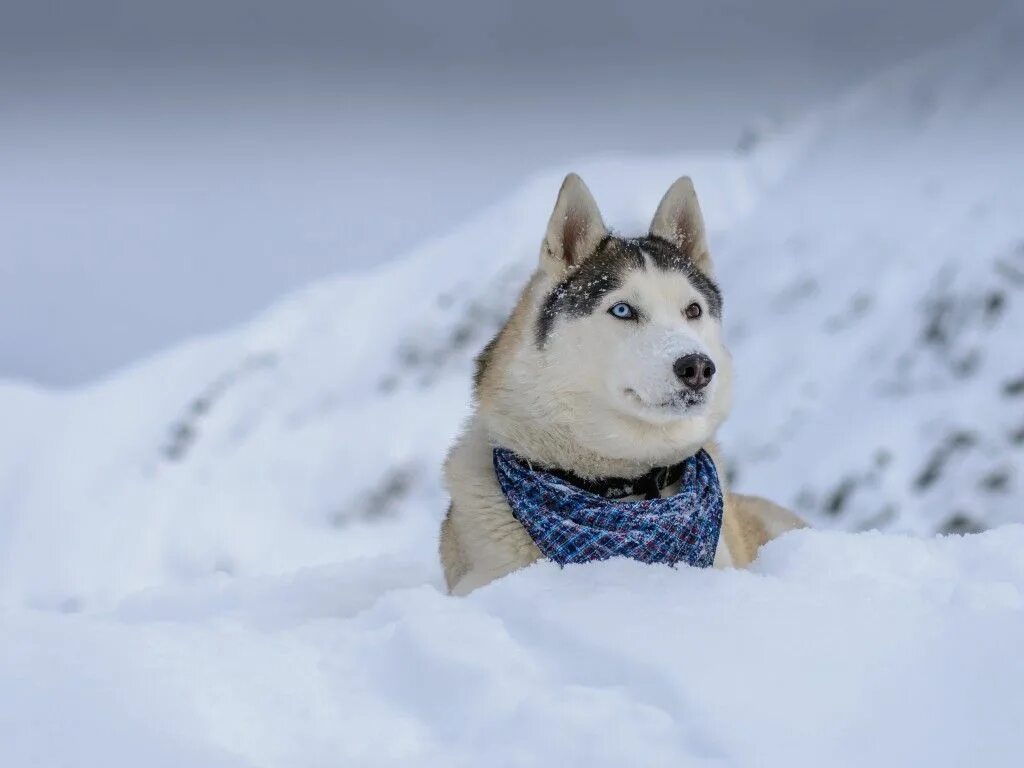 Сибирский хаски. Снежное хаски. Западно сибирская хаски. Бордер колли + сибирская хаски. Сибирский хаски снежный волк.