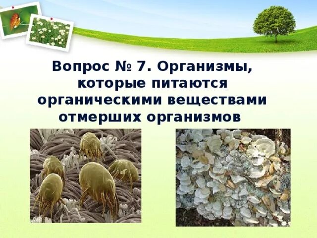 Организмы питающиеся мертвыми органическими веществами. Названные организмы питаются. Живые организмы которые питаются другими организмами это. Типы питания живых орг. Способы питания живых сущест.