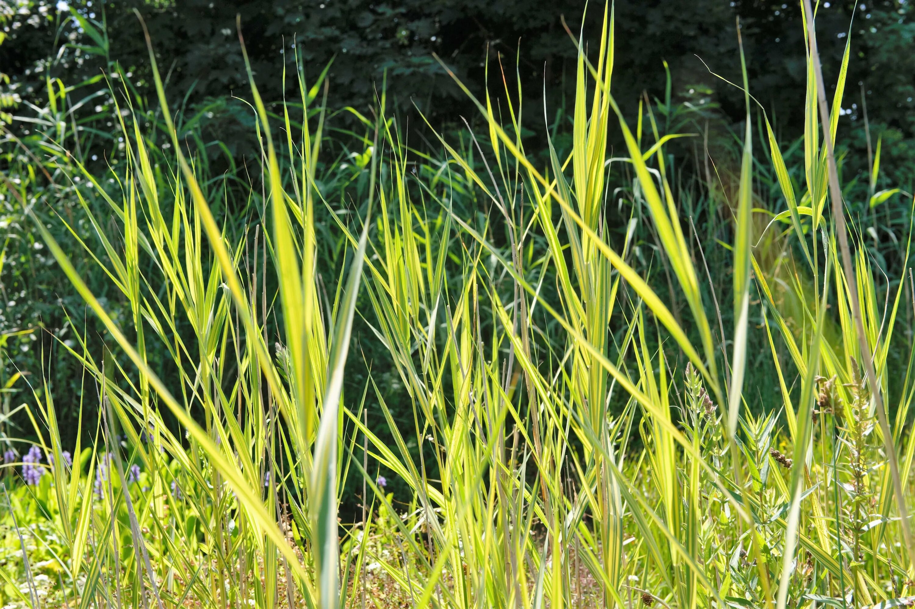 Тростник южный. Тростник Южный phragmites Australis. Тростник Южный Вариегата. Тростник обыкновенный phragmites Australis. Phragmites Australis variegatus.