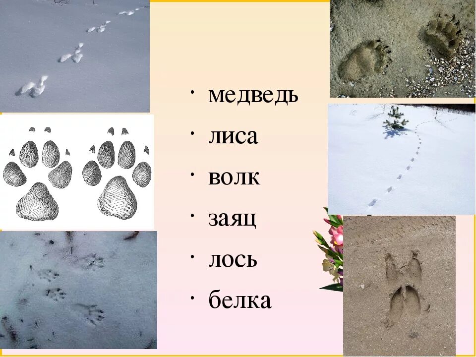 Чем отличается волчий след от собачьего. След волка. следы волка на снегу. лиса следы. следы лисы.