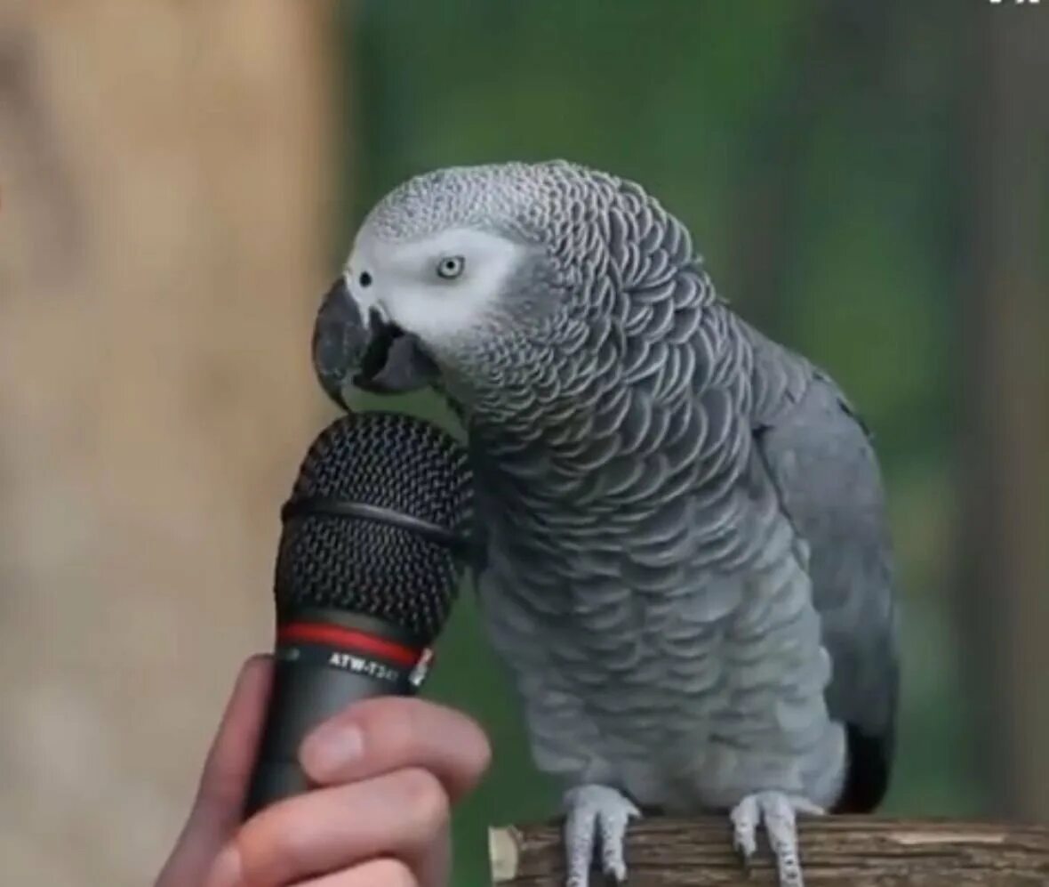 Говорящий попугай какой лучше. Говорящий попугай. Говорящие попугаи породы. Умный попугай. Самый умный попугай.
