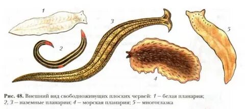 Свободноживущие виды червей