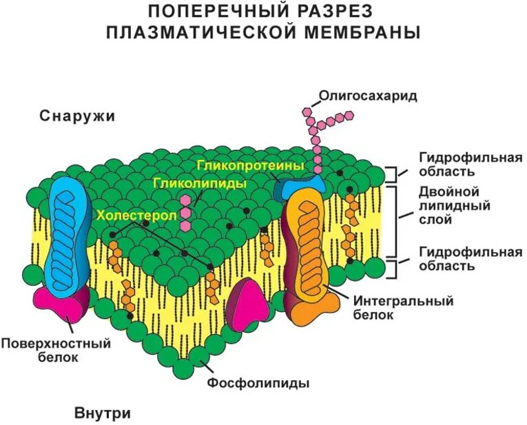 Строение плазматической мембраны клетки. Схема строения плазматической мембраны. Схематическое строение плазматической мембраны. Плазматической мембрана структура,строение и функции.