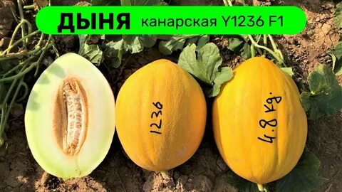 Дыня канарская отзывы