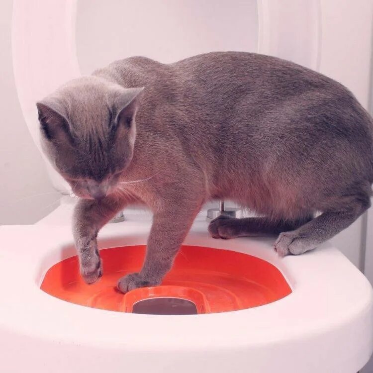 Как приручить котенка к лотку