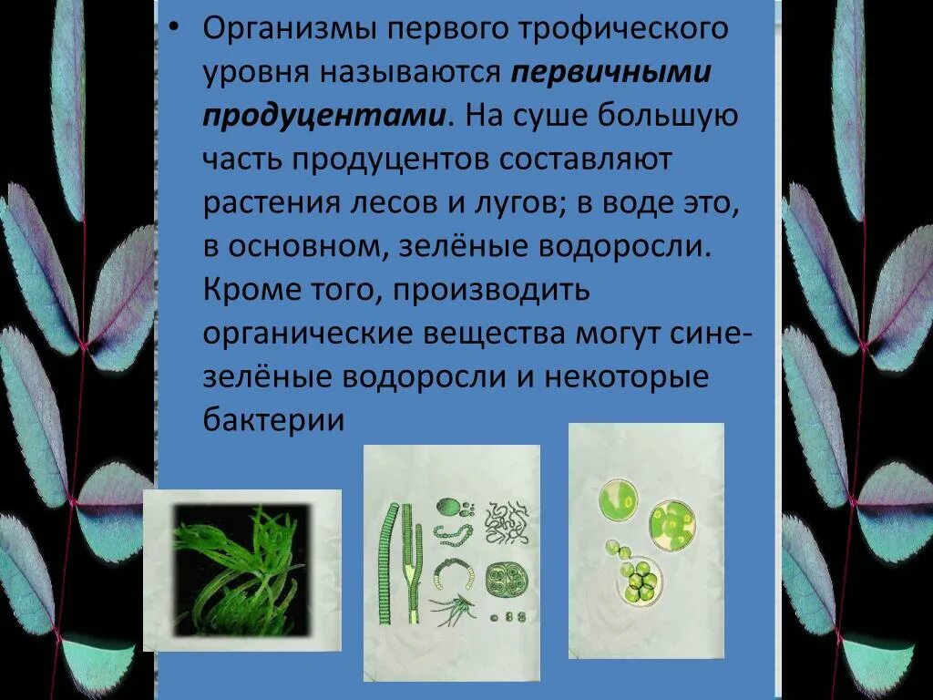 Организмы первого трофического уровня. Водоросли продуценты. Синезеленые водоросли продуцент. Микроскопические водоросли продуценты.