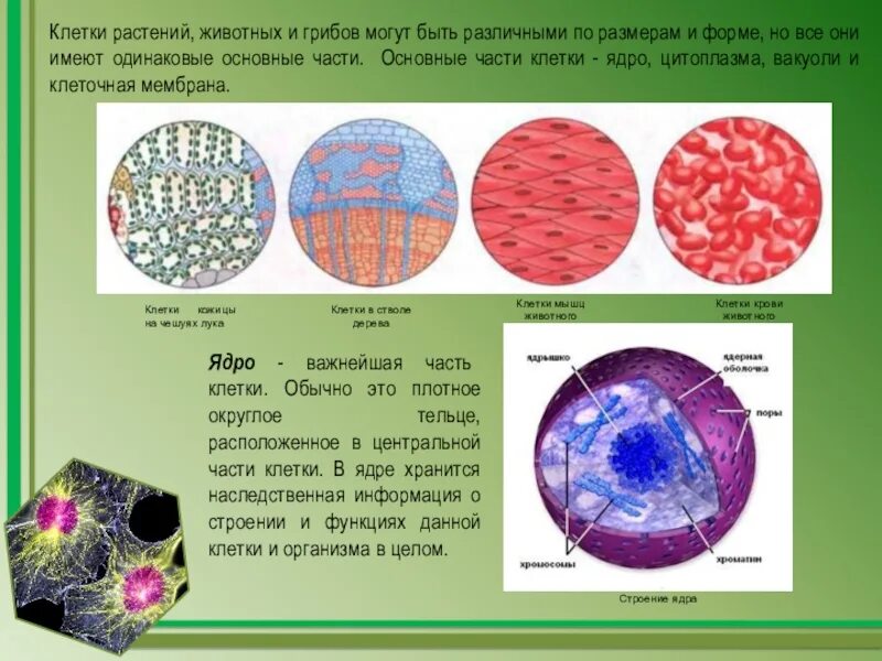 Какие клетки живые на препарате. Чешуйчатые клетки. Мышечная кровяная клетка. Животная клетка крови строение.