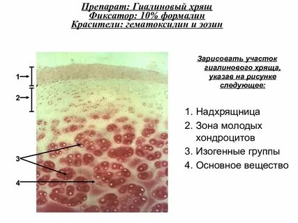 Препараты хряща