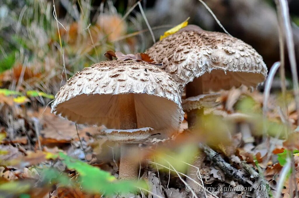 степовик крымский гриб. грибы крымские крымские съедобные. опята крымские степные съедобные. опята степные крымские. грибы крыма съедобные лесные.