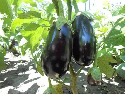 Куст баклажана