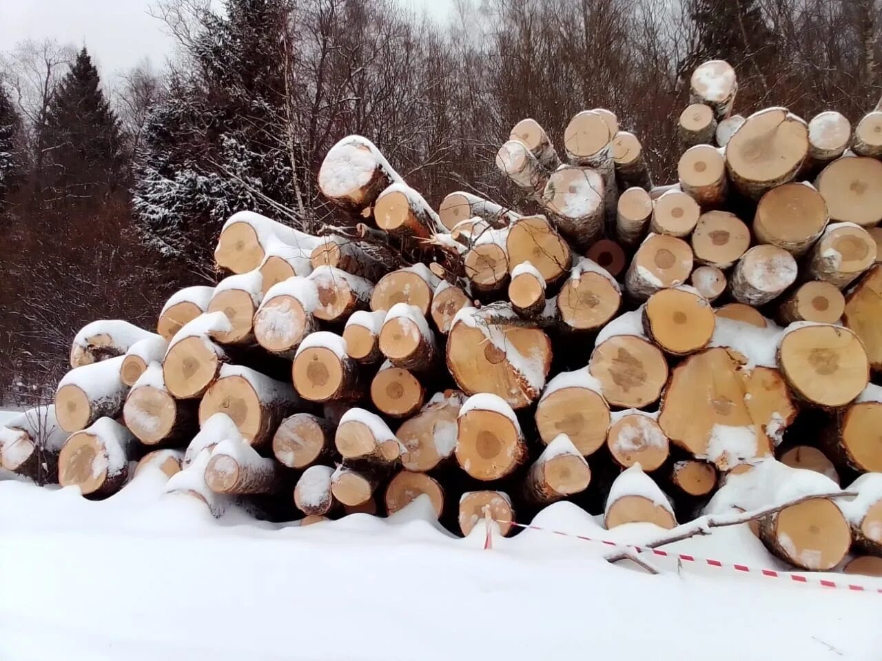 Сколько вырублено деревьев. Срубленное дерево. незаконная вырубка деревьев. вырубки леса. вырубка лесов в россии.