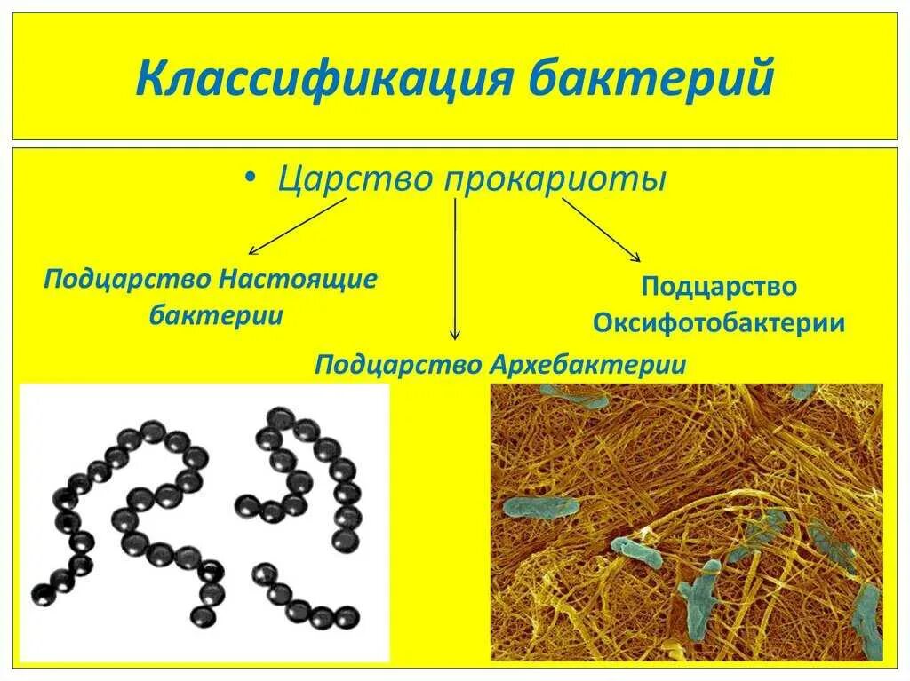 Прокариоты 10 класс