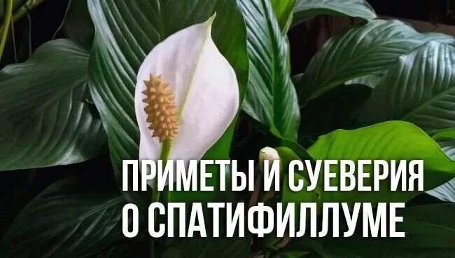 Спатифиллум можно держать. Спатифиллум цветок приметы. Спатифиллум женское счастье приметы. Спатифиллум суеверия. Цветок спатифиллум женское счастье приметы и суеверия.