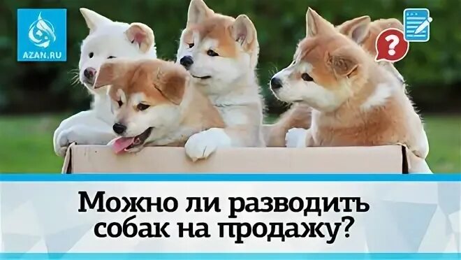 Когда можно будет продать dogs