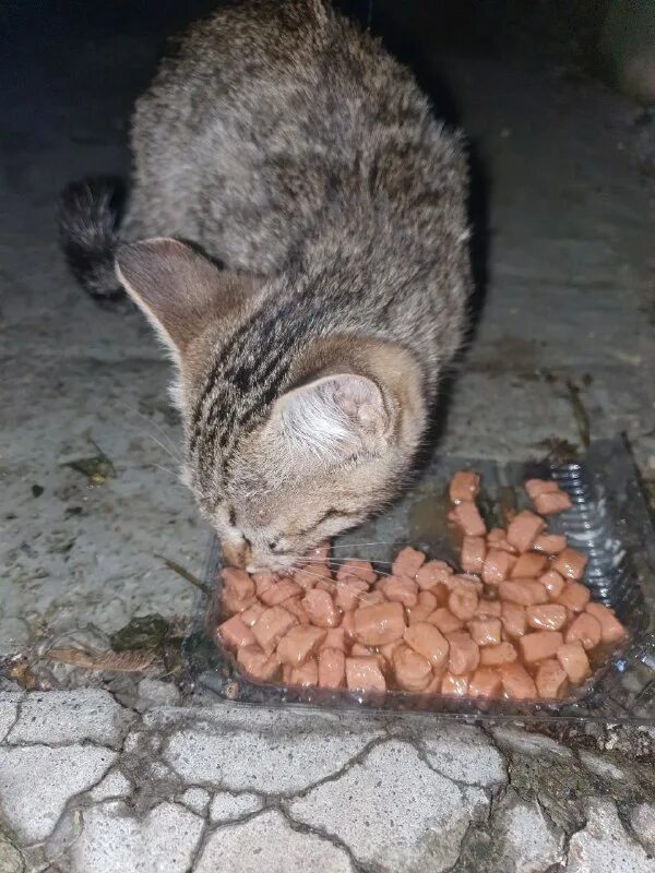 симба кот. акция дари добро. дари добро. дари добро сухой. номер дари добро.