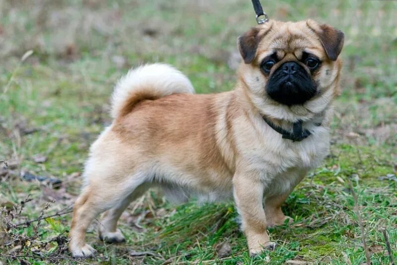 метис мопса и чихуахуа. метис мопса и чихуахуа. мопс чих французский бульдог. помесь мопса и чихуахуа. мопс бульдог пекинес.