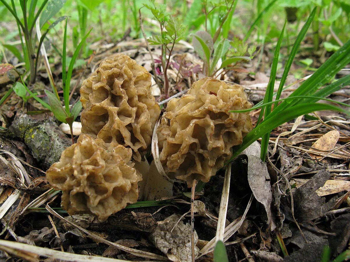 Строчок гигантский — gyromitra gigas. Как называются весенние грибы. Сморчок обыкновенный. Гриб сморчок весенний гриб. Сморчок обыкновенный.