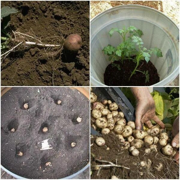 Выращивание картофеля в домашних условиях. Посадка картошки. Картофель на грядке. Выращиваем картофель. Способы посадки картофеля.