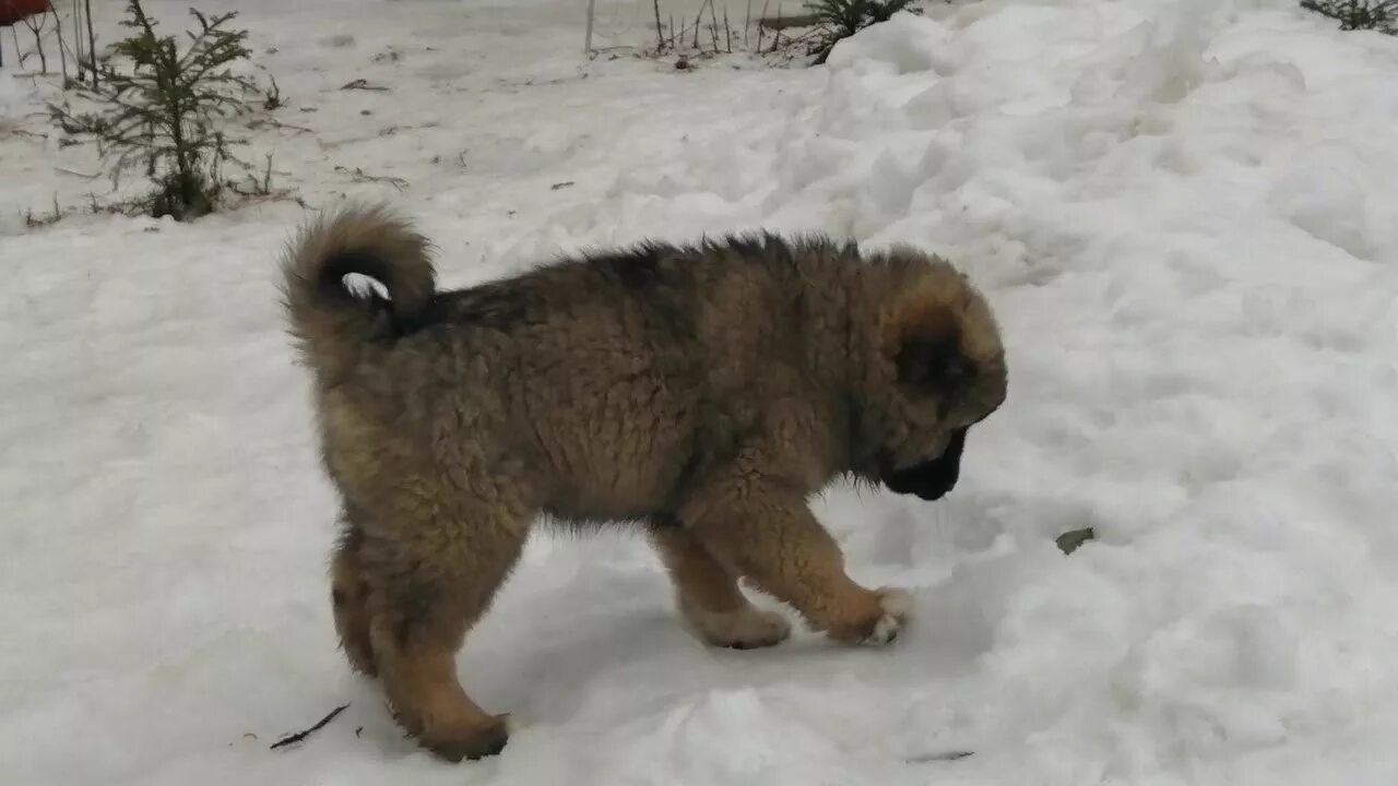 Кавказская овчарка 2 месяца фото