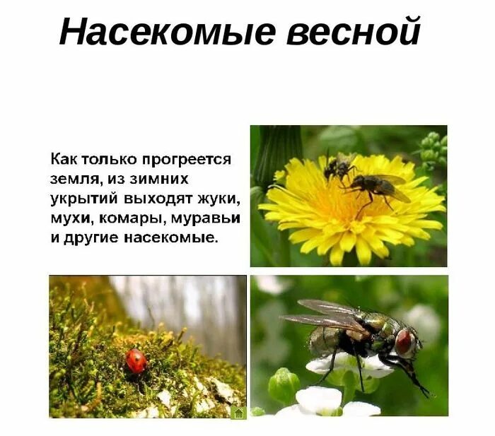 Насекомые весной для дошкольников. Просыпаются насекомые. Весной появляются насекомые. Насекомые весной презентация 2 класс