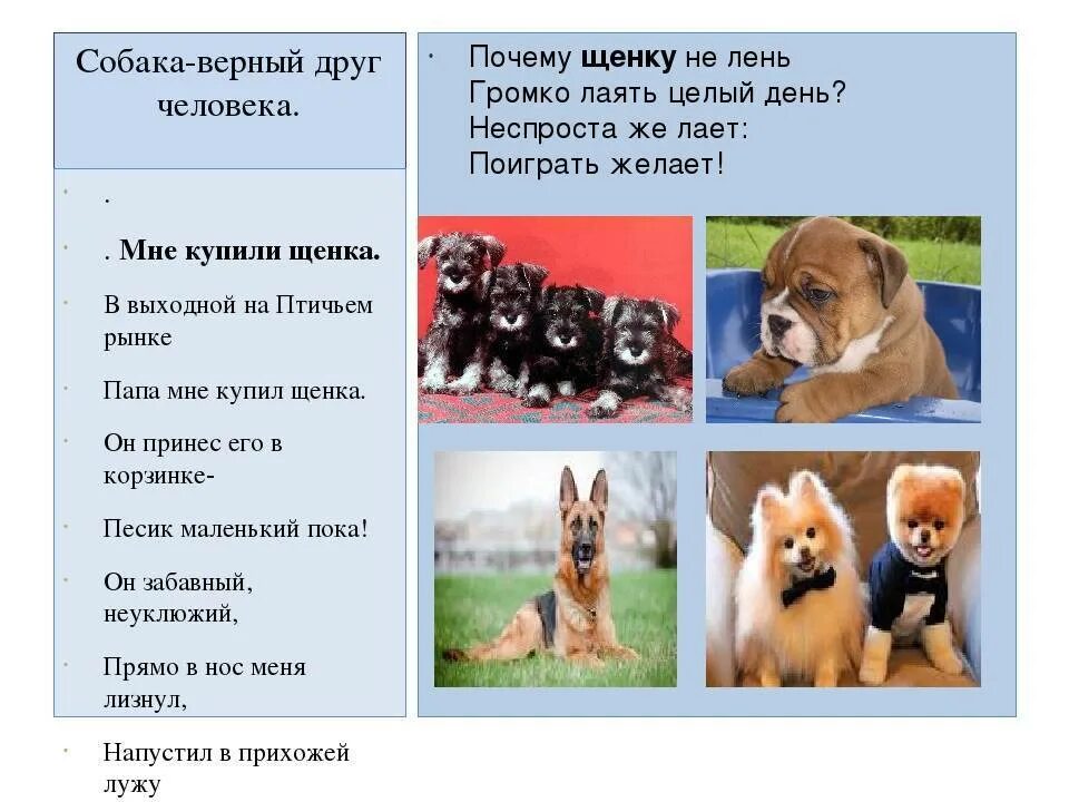 Почему собачка