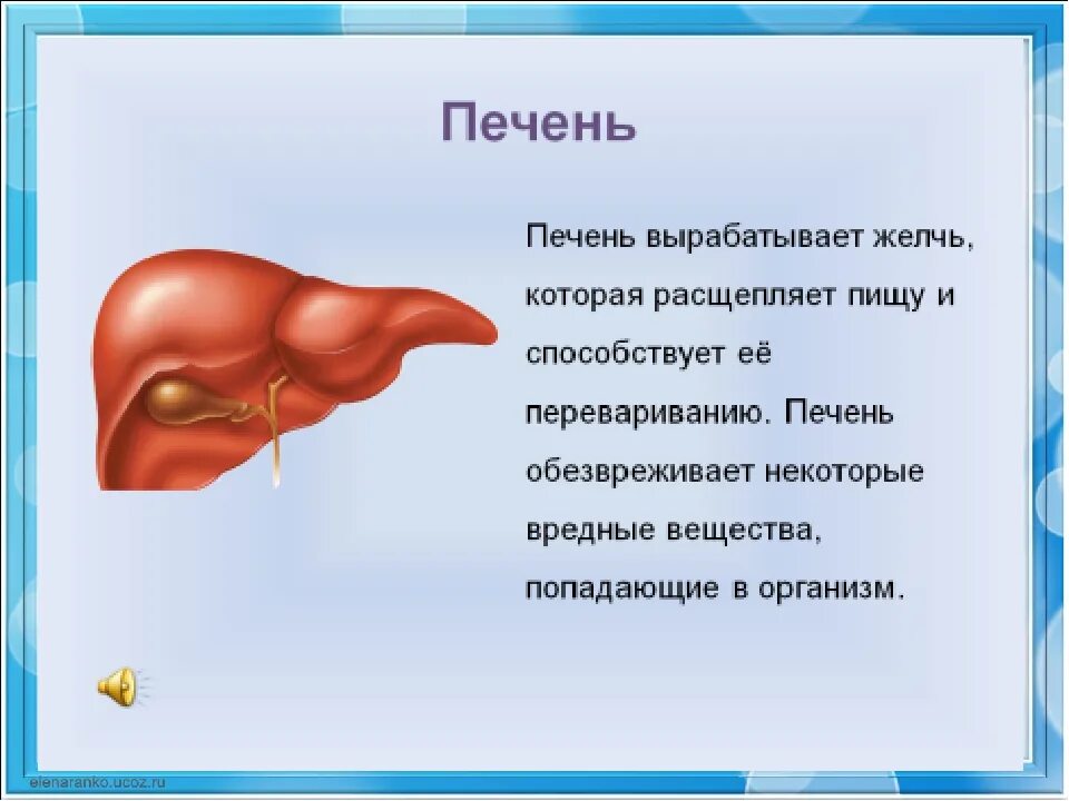 Печень самое простое. Печень вырабатывает желчь. Печень человека картинка с описанием. Печень человека 4 класс.