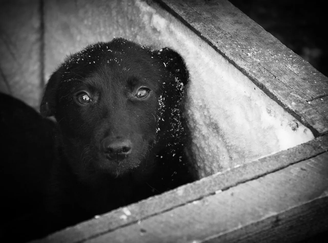 Помощь животным оренбург. Черная бездомная собака. Черный щенок Бездомный.