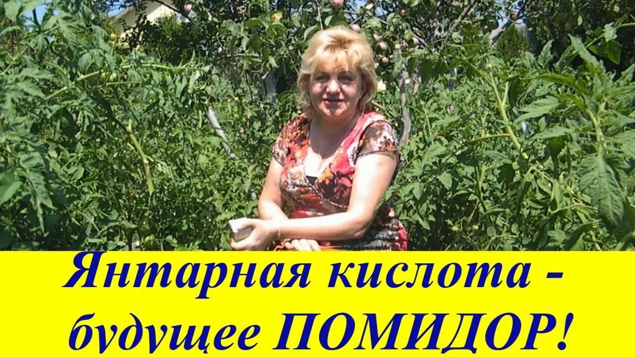 Как подкормить томаты янтарной кислотой в таблетках. Янтарная кислота для помидор. полив рассады янтарной кислотой. подкормка помидор янтарной кислотой. полить помидоры янтарной кислотой.