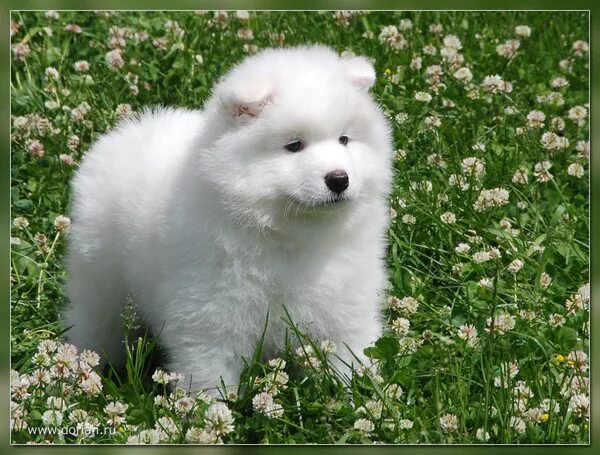 лайка самоед черная. порода собак белый медвежонок. порода собак белый медвежонок. маленькие собачки похожие на медвежат. белая собака пушистая похожая на медвежонка.