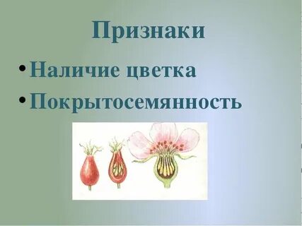 Наличие цветка