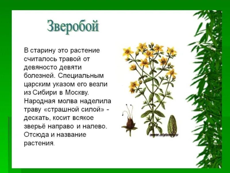 Сообщение про растение 4 класс окружающий мир. Рассказ о растении зверобой. зверобой описание растения 3 класс. зверобой растение доклад. презентация на тему лекарственные растения.
