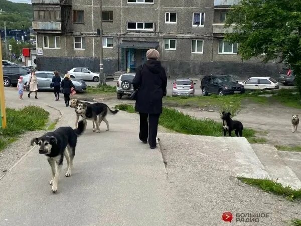 Собаки Заполярья. Стая собак.