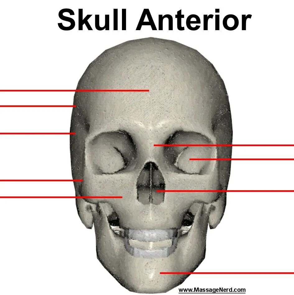 Parietal Bone landmarks. Кости орбиты. Bone aperture. Кости орбиты кролика. Череп тест с ответами