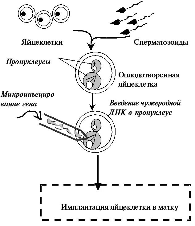 Методы введения днк. Схема получения трансгенных животных. Схема трансформации животных методом микроинъекции. Метод микроинъекции в получении трансгенных животных. Метод микроинъекций в мужской пронуклеус.
