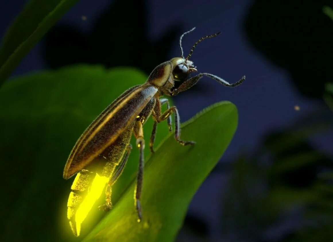 Firefly светлячок насекомое. Светлячок насекомое самка. Светлячок насекомое где обитает. Светлячок жук. Светлячок насекомое где обитает.