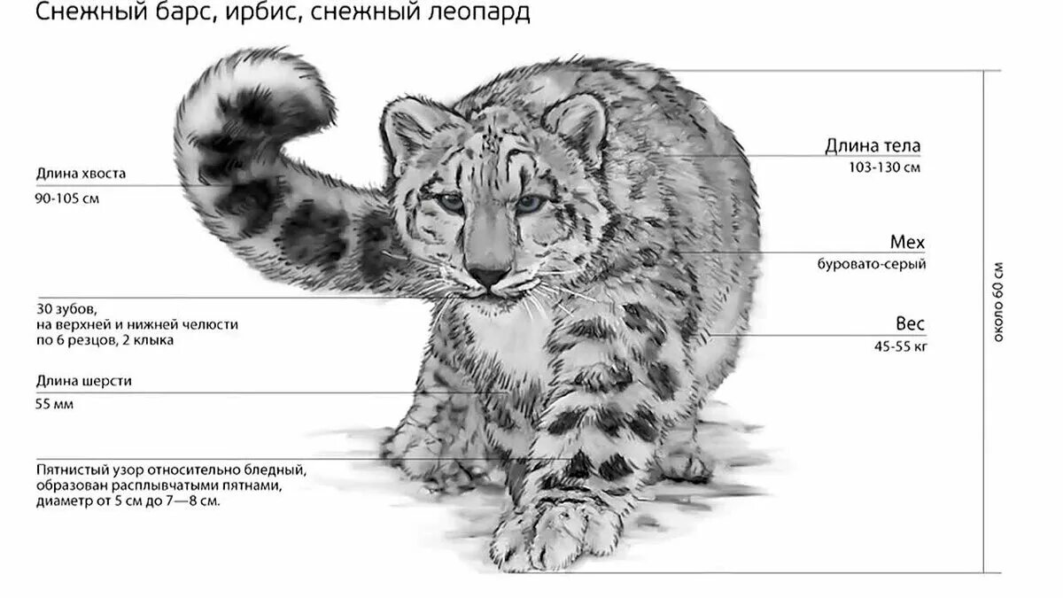 Барсы какие выплаты. Снежный Барс высота в холке. Строение снежного Барса. Внешнее строение снежного Барса. Ирбис снежный Барс Размеры вес.