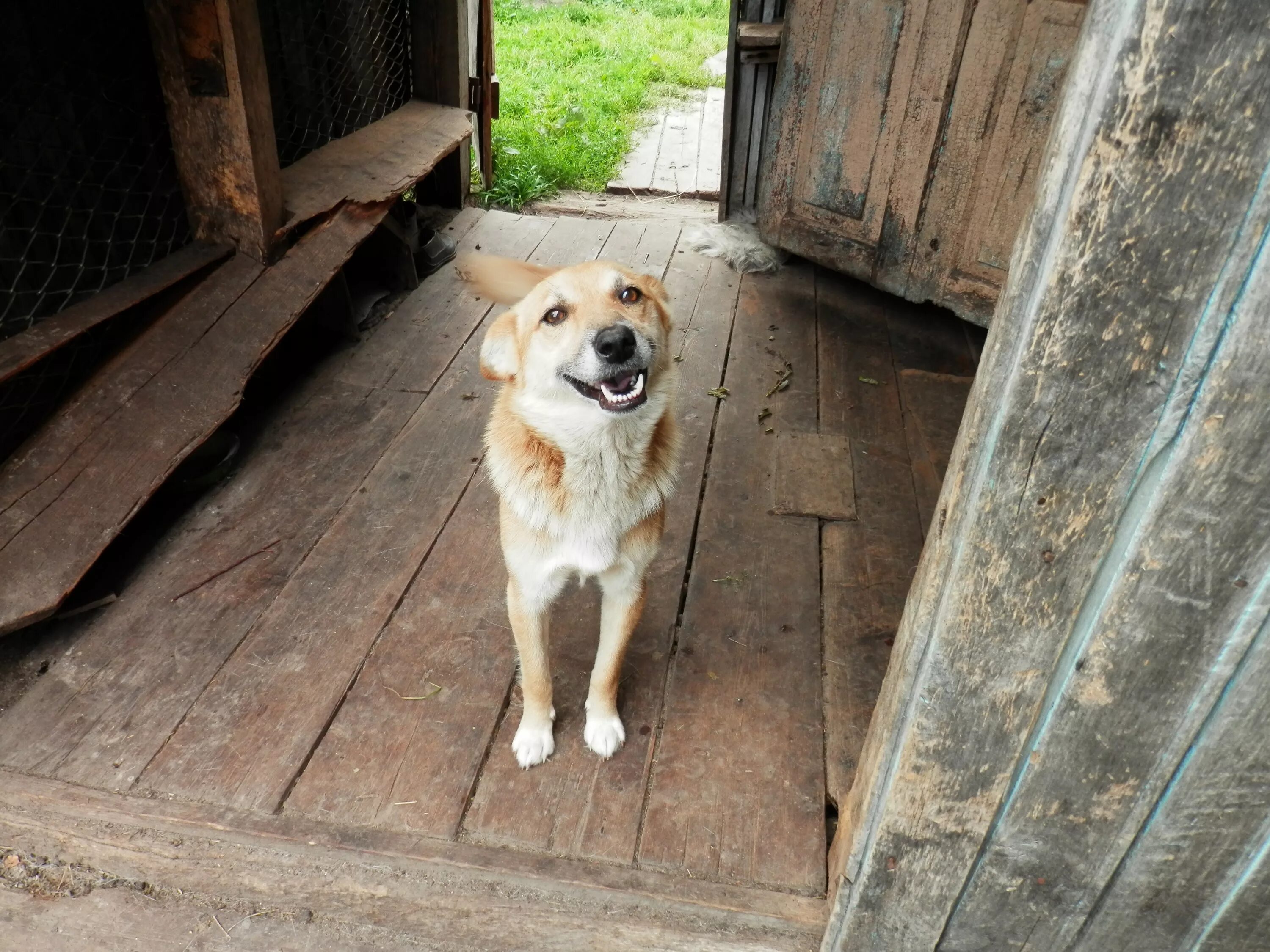 Dog village. Собака в деревне. Собака во дворе. Собака в селе. Собака во дворе деревня.