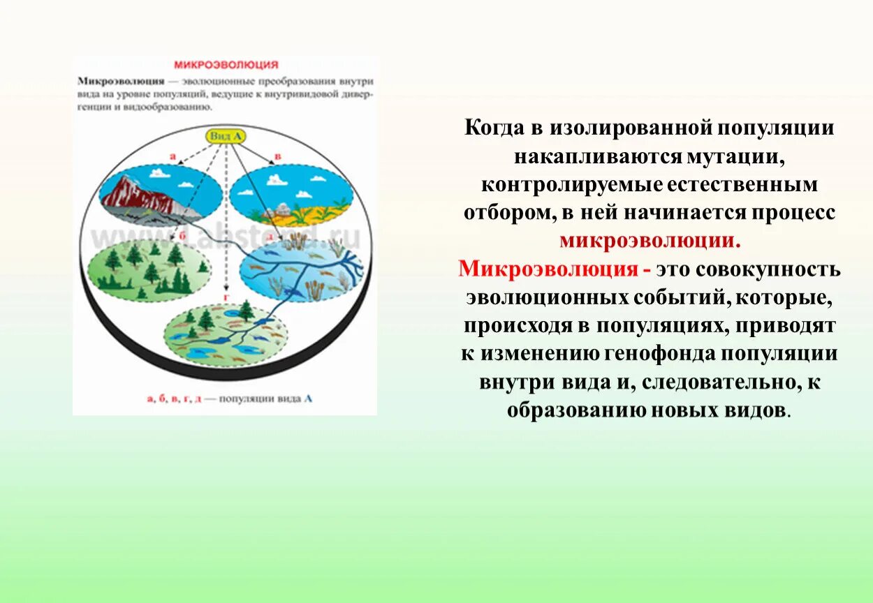 Видовая структура популяции. Структура популяции презентация. Виды структур популяции. Структура популяций 9 класс.