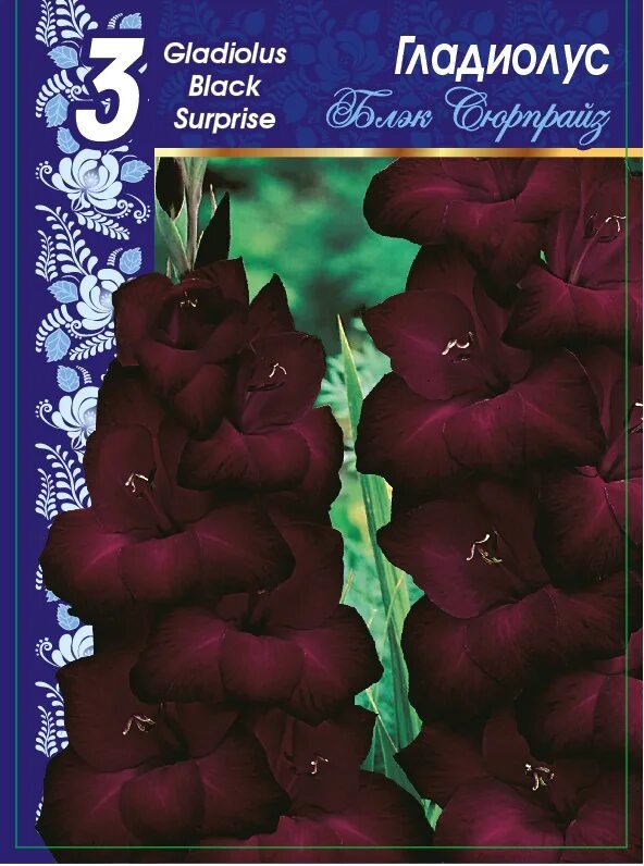 Гладиолус крупноцветковый "Блэк сюрпрайз. Сорт Гладиолус Блэк сюрпрайз. Гладиолус Блэк сюрпрайз 10 шт. Гладиолус крупноцветковые Блэк сюрпрайз (10/12) 10 шт 777513. Гладиолус блэк стар