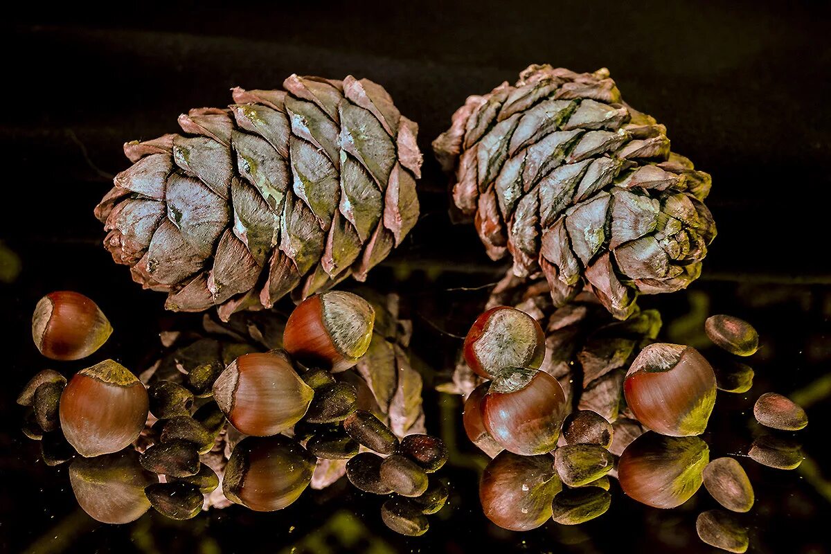 как выглядит кедровая шишка. купить кедровые шишки авито братск-1г. кедр пиния шишки. как выглядит кедровая шишка. кедр корейский шишки.