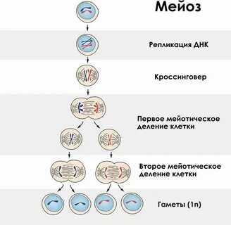 Установите последовательность стадий мейоза
