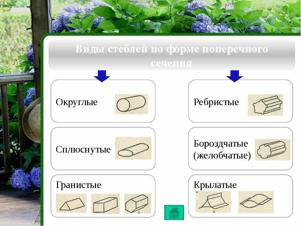 форма листьев покрытосеменных растений. по форме поперечного сечения. типы стеблей по форме поперечного сечения. типы расположения стеблей в пространстве. формы стеблей растений.
