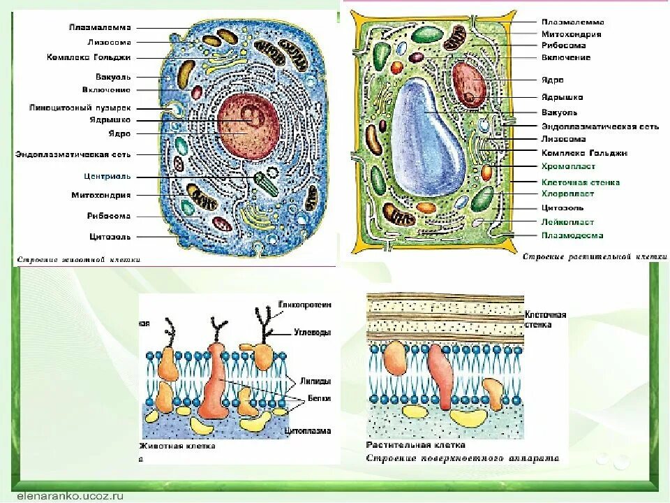 Рисунки клеток бактериальной растительной и животной клетки. Строение клетки растения животного и гриба. Растительная животная и грибная клетка. Строение клеток растений животных грибов и бактерий.