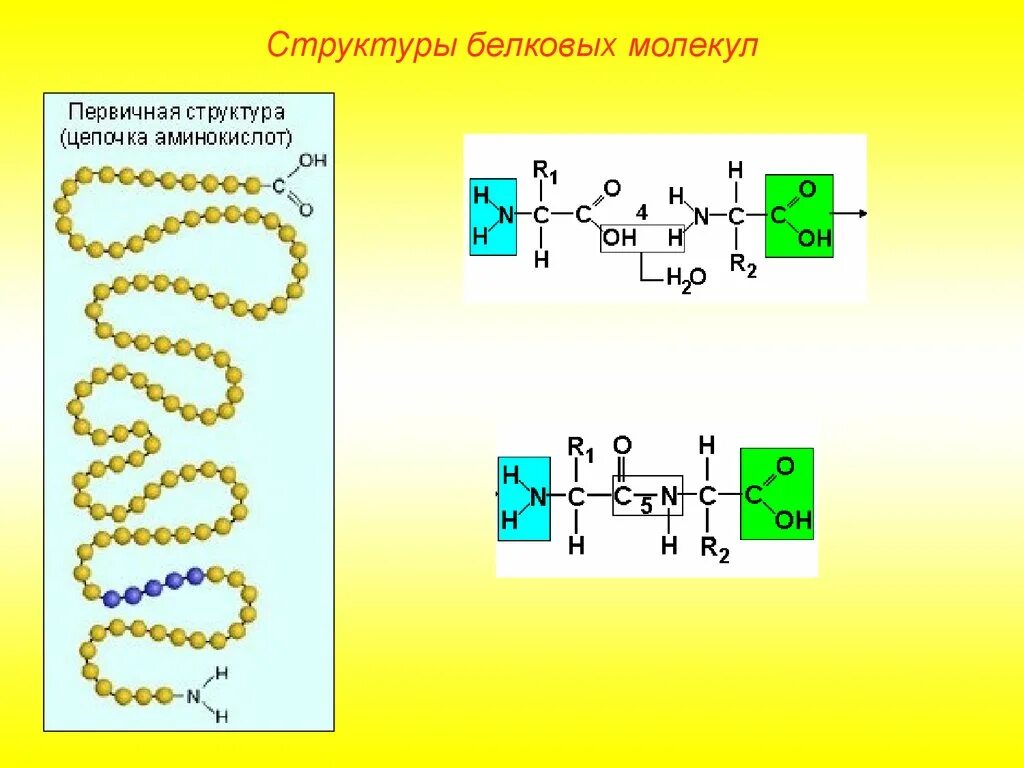 Химическая связь образующая первичную структуру белка. Структура молекулы белка. Структуры молекул белков. Белковая молекула структура. Белки.строение молекул белков.