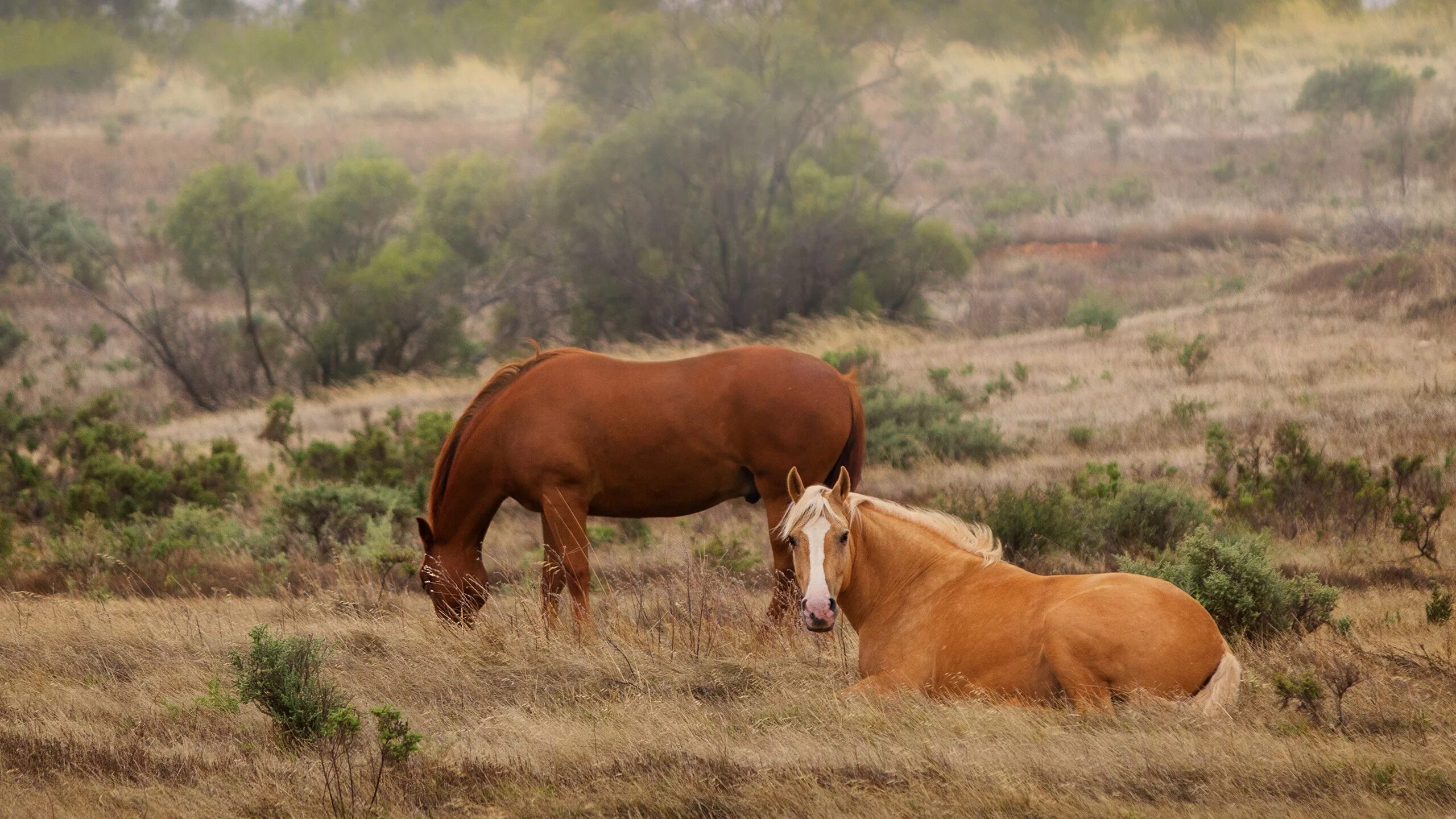 Лошадь 2 лет. Лошадь 2 лет. 2 года лошади как выглядит. Породы лошадей с крепкими ногами. Золото донских степей.