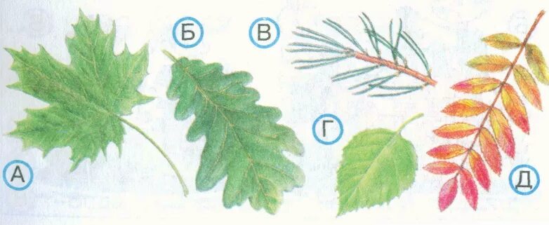 Листья хвойные и лиственные. Листья хвойные и лиственные рисунок. Лист хвойного растения рисунок. Отметь листья хвойного растения. Рисунки хвойных растений листочков.