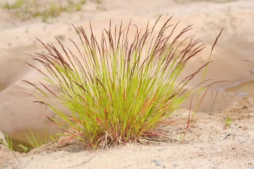 Овсяница красная луговая. Овсяница луговая (festuca pratensis). Овсяница болотная. Овсяница сизая голубая. Овсяница луговая (festuca pratensis).