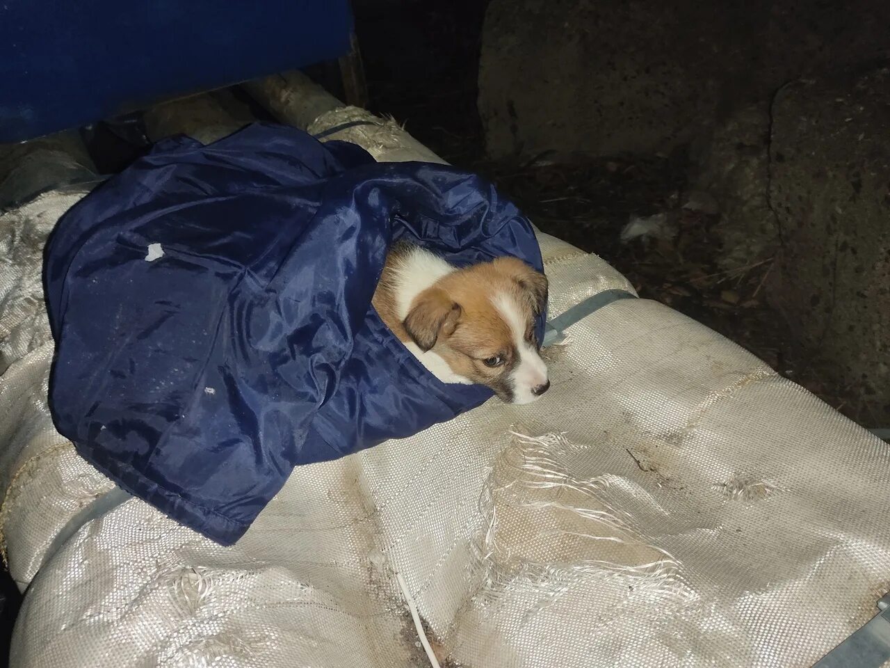 Помощь животным оренбург. Найдена собака Садопарк Новокузнецк.