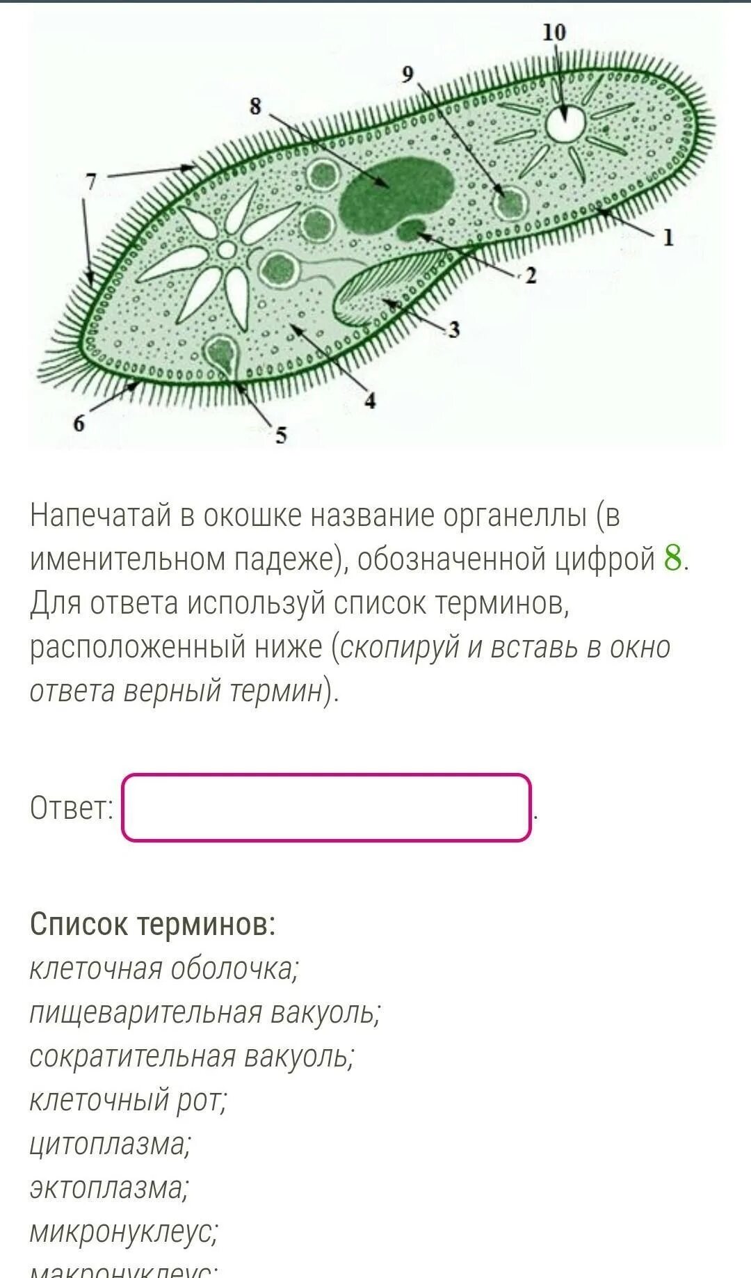 Какова функция структуры обозначенной цифрой 3. Название органеллы обозначенной цифрой 3. укажи название органеллы обозначенной цифрой. укажите органеллы, обозначенные цифрами.. органеллы под цифрой 8.