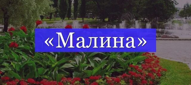 Звуковая схема слова малина. Лексическое значение слова малина. Предложение о малине. Происхождениес слова малина. Ягода малины состоит из.